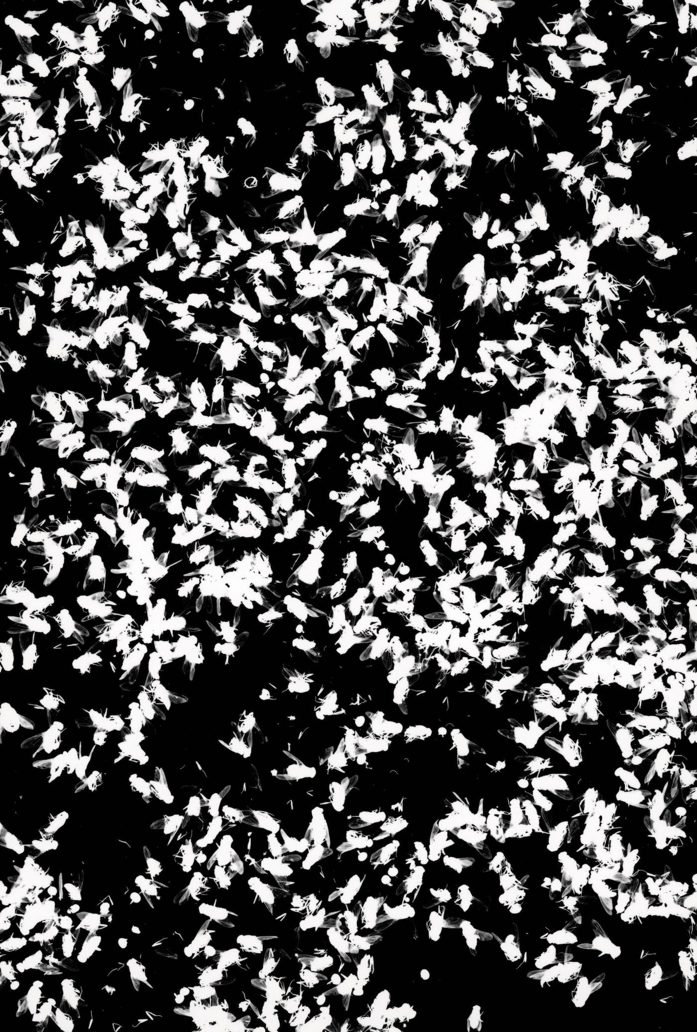 Bai Yiluo, "Dead Flies" (detail) (2001), five gelatin silver photographs hung side-by-side as a unit (courtesy Galerie Urs Meile, Beijing and Lucerne)