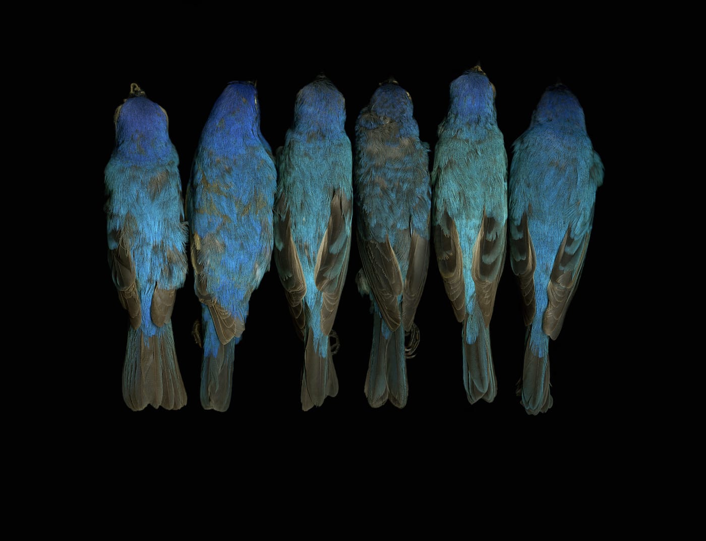 Leah Sobsey: Collections