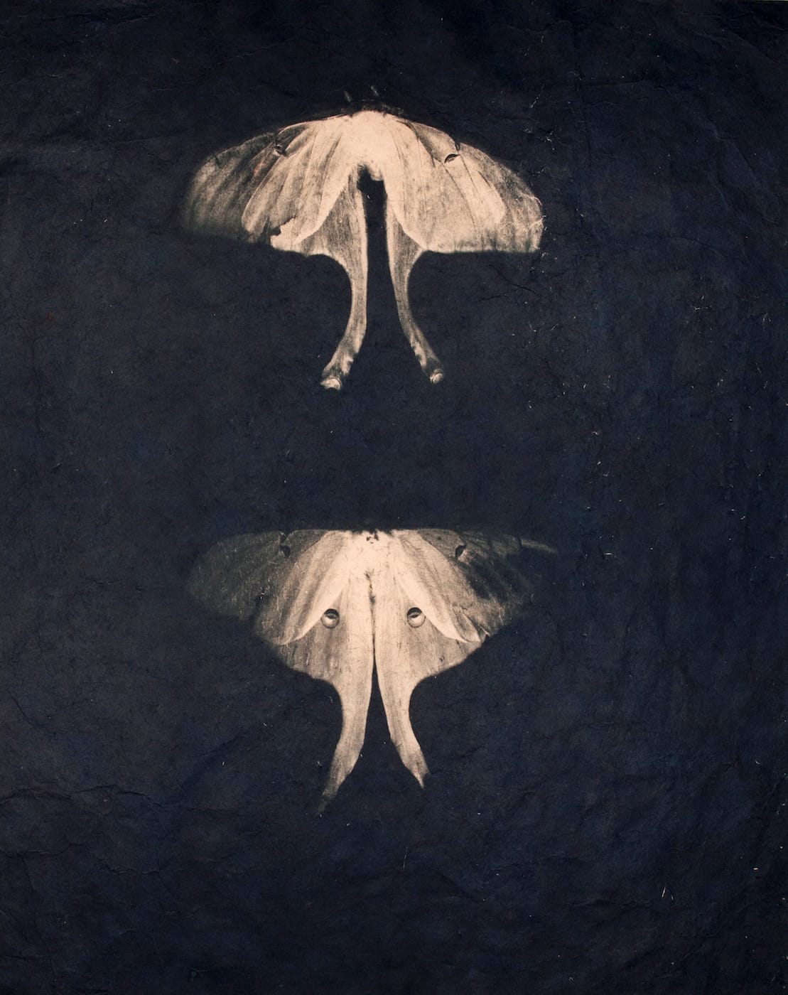 Leah Sobsey: Collections