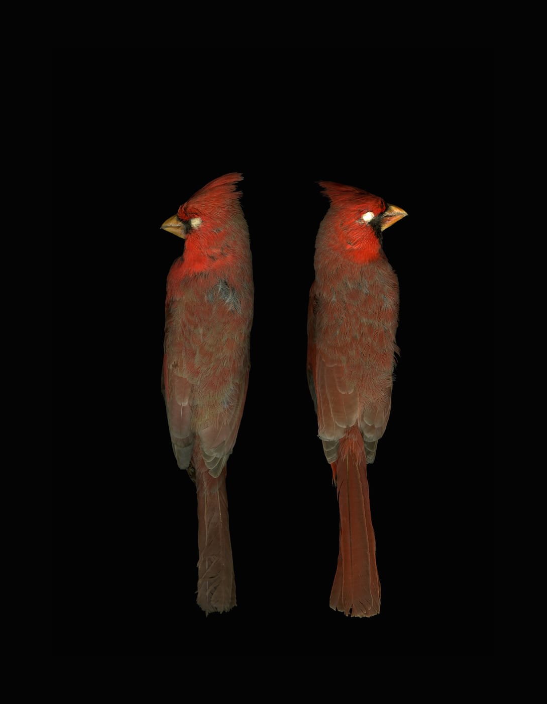 Leah Sobsey: Collections