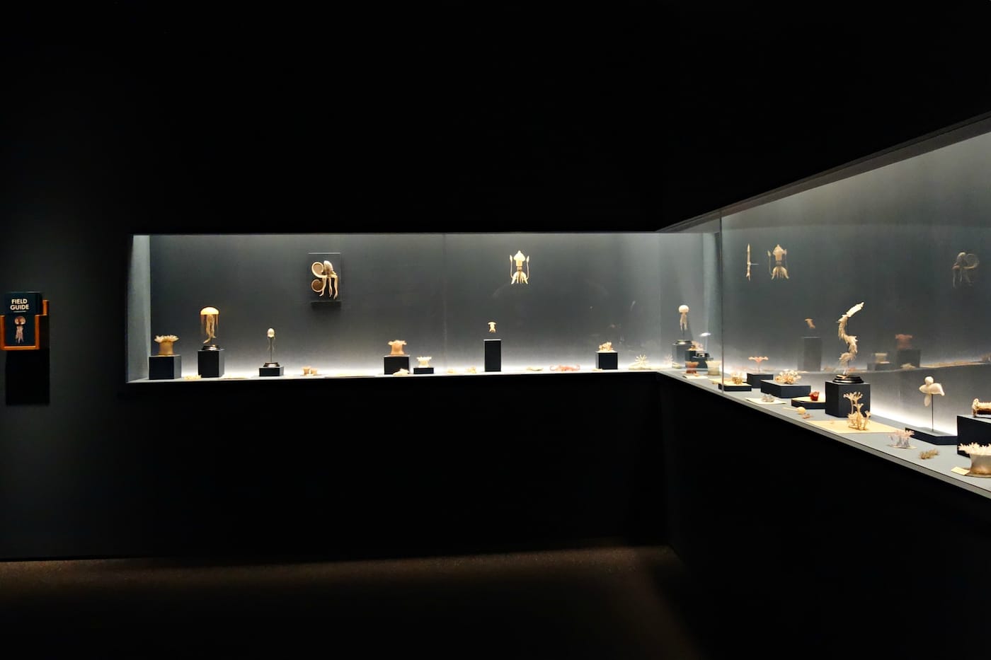 Fragile Legacy: The Marine Invertebrate Glass Models of Leopold and Rudolf Blaschka