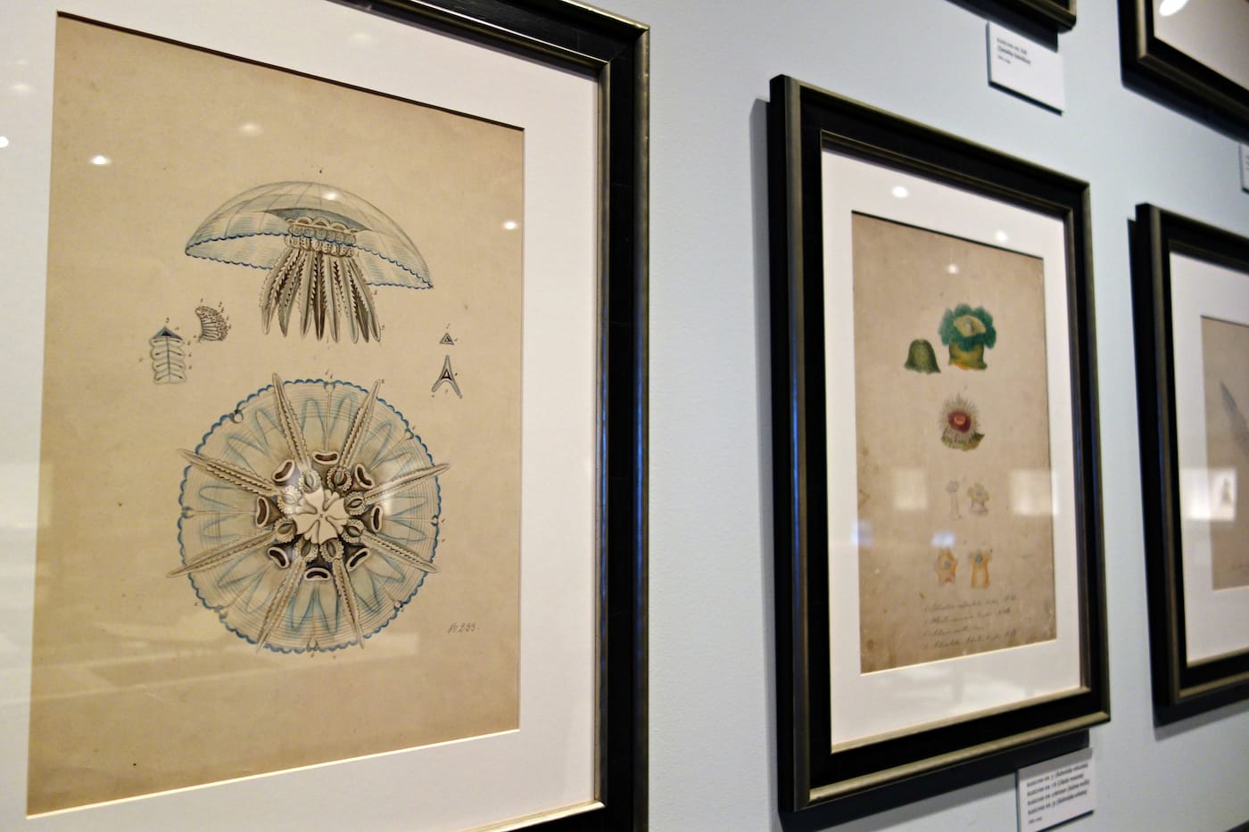 Fragile Legacy: The Marine Invertebrate Glass Models of Leopold and Rudolf Blaschka