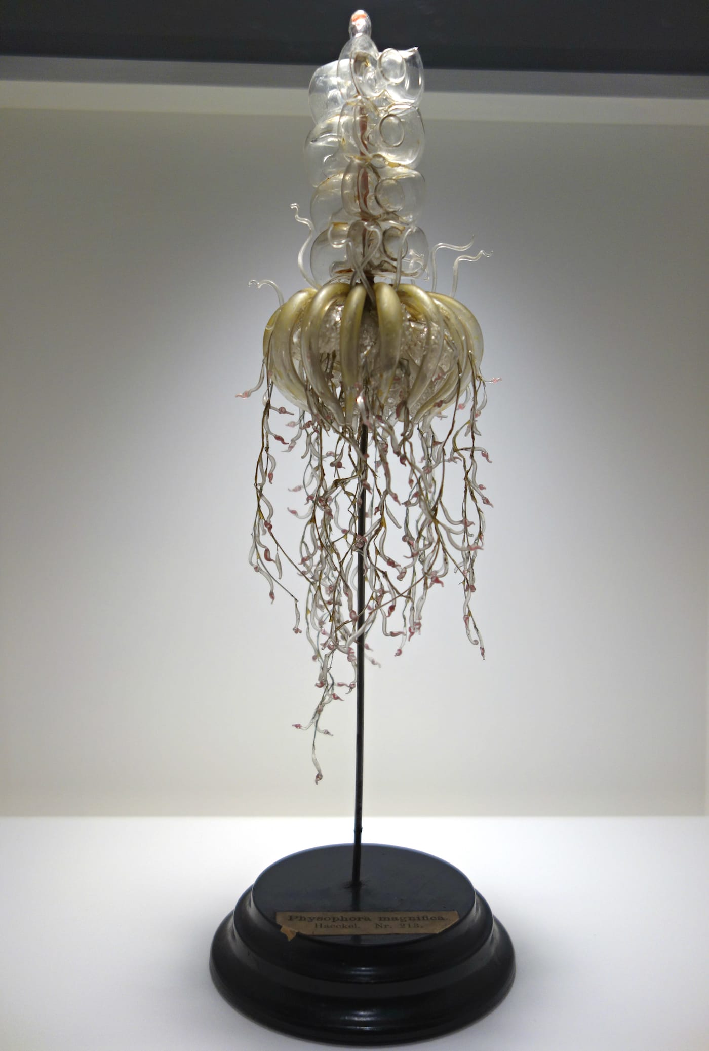 Fragile Legacy: The Marine Invertebrate Glass Models of Leopold and Rudolf Blaschka