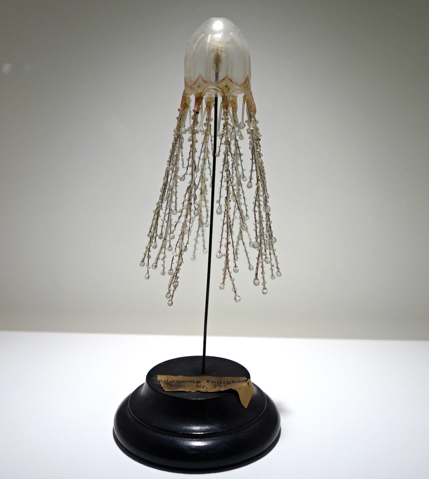 Fragile Legacy: The Marine Invertebrate Glass Models of Leopold and Rudolf Blaschka