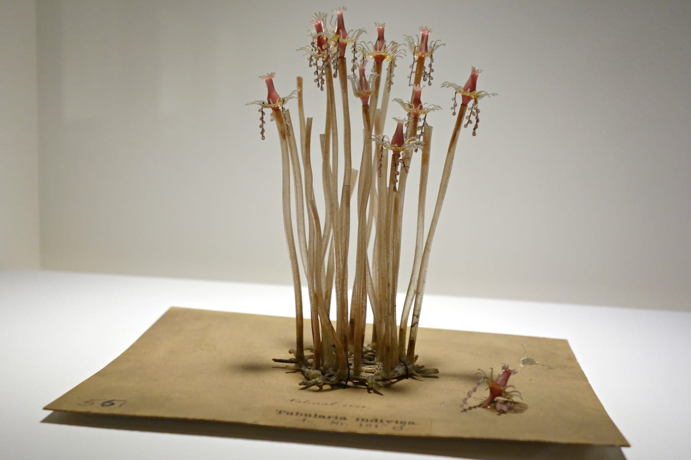 Fragile Legacy: The Marine Invertebrate Glass Models of Leopold and Rudolf Blaschka
