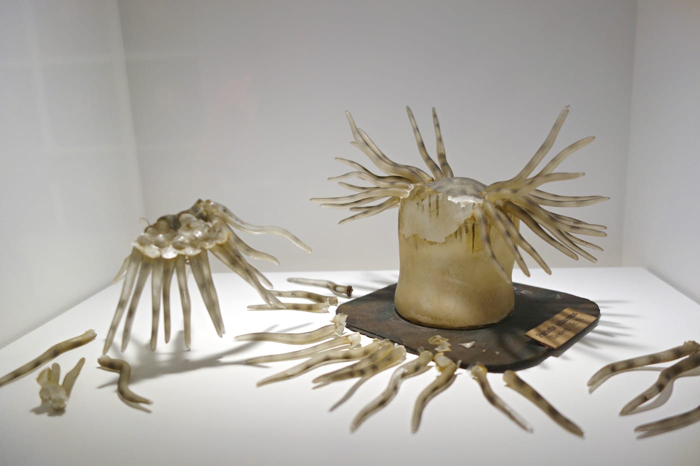 Fragile Legacy: The Marine Invertebrate Glass Models of Leopold and Rudolf Blaschka