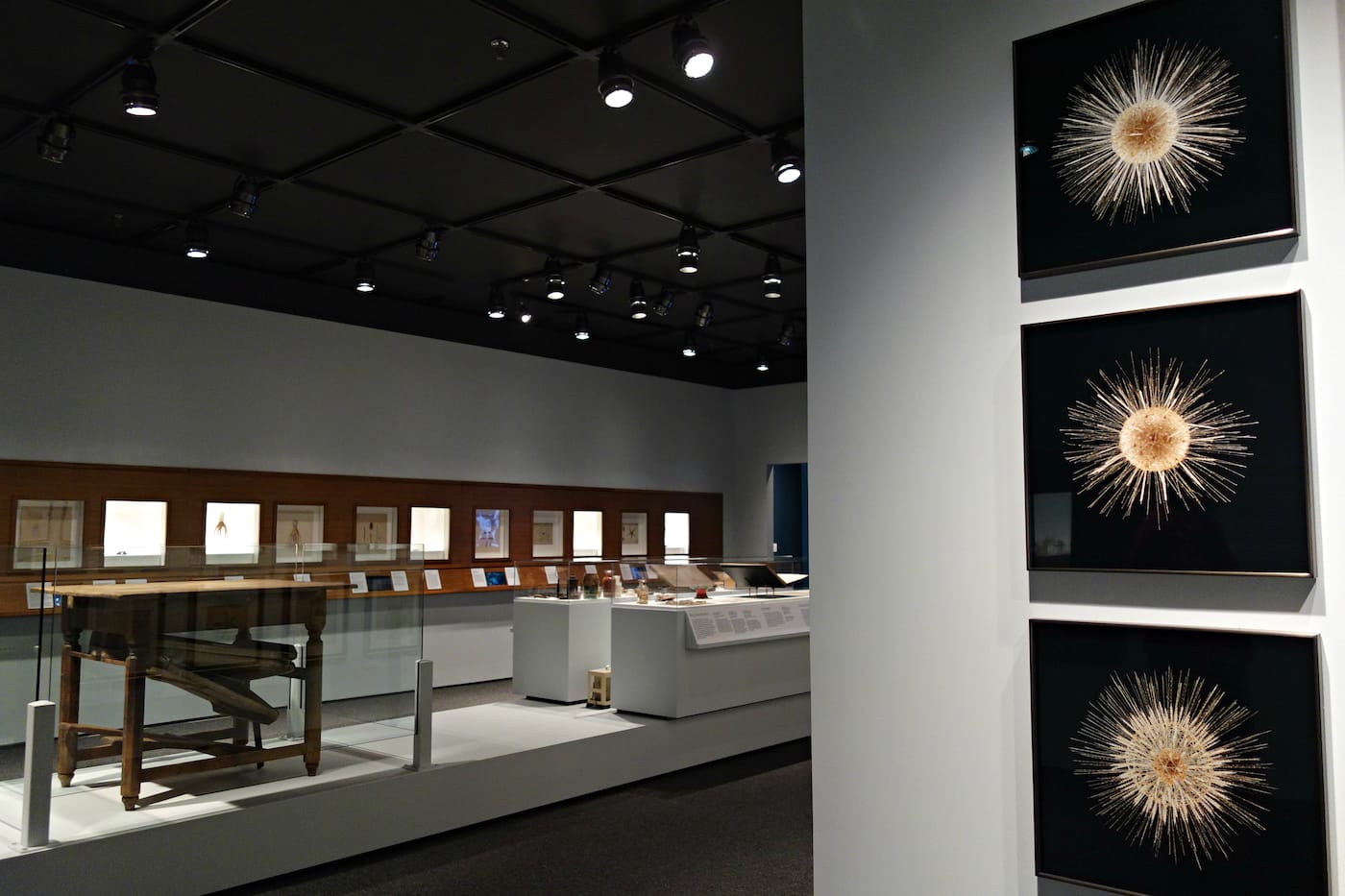 Fragile Legacy: The Marine Invertebrate Glass Models of Leopold and Rudolf Blaschka