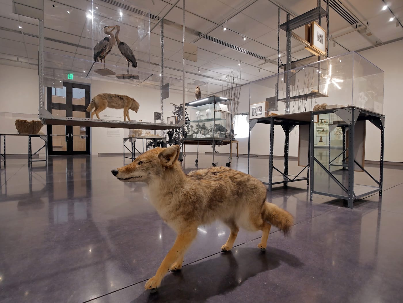 CU Visual Art Museum exhibit. (Photo by Glenn Asakawa/University of Colorado)