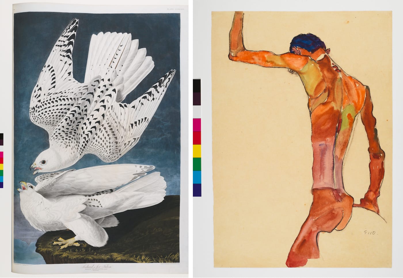 Display at Your Own Risk's digital images of 1) John James Audubon's "The Birds of America" (c. 1827-38), whose digital surrogate "audubon-birdsof-americagyrl-falconpage73" is "open/no risk" and owned by the British Library; and 2) Egon Schiele's "Standing Male Nude with Arm Raised, Back View" (1910), whose digital surrogate "cri_000000122016" is "low risk" and © Museum of Modern Art, New York City 