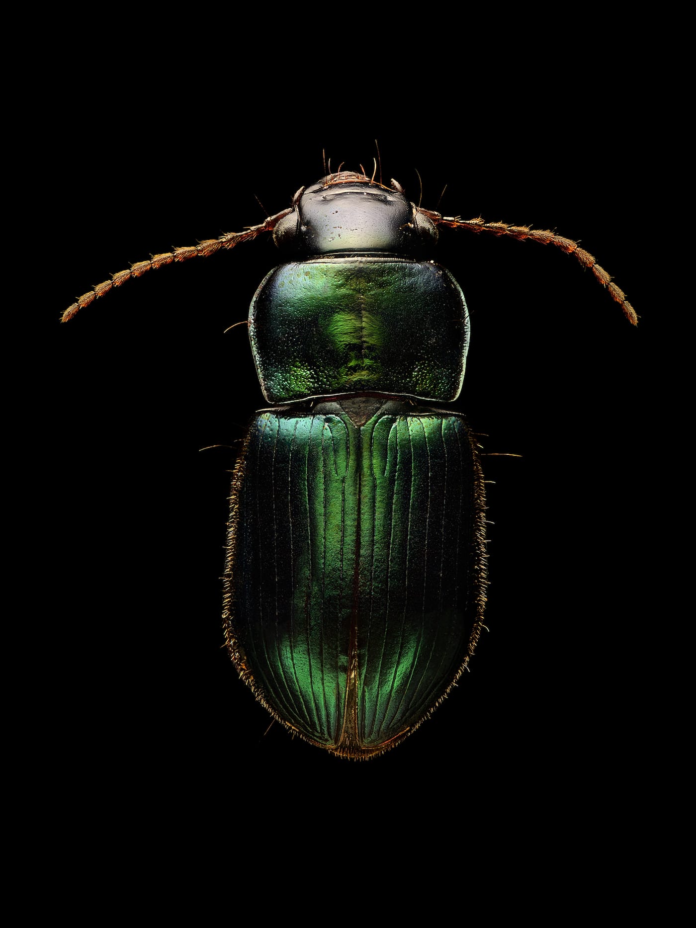 Ground Beetle NEW