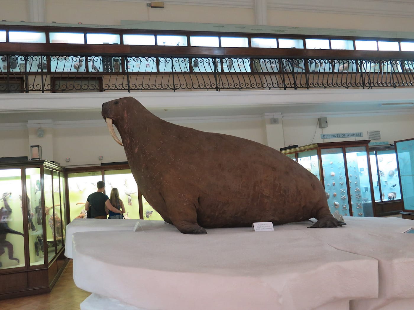 Walrus at the Horniman Museum & Gardens in London (photo by Régine Debatty/Flickr)