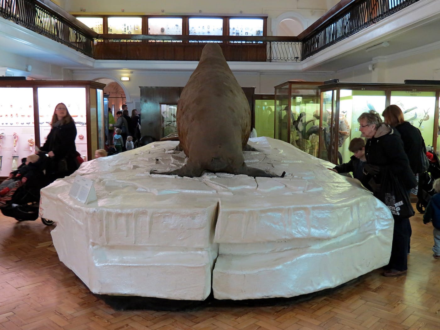 Rear view of the walrus at the Horniman Museum & Gardens (photo by Justin Pickard/Flickr)