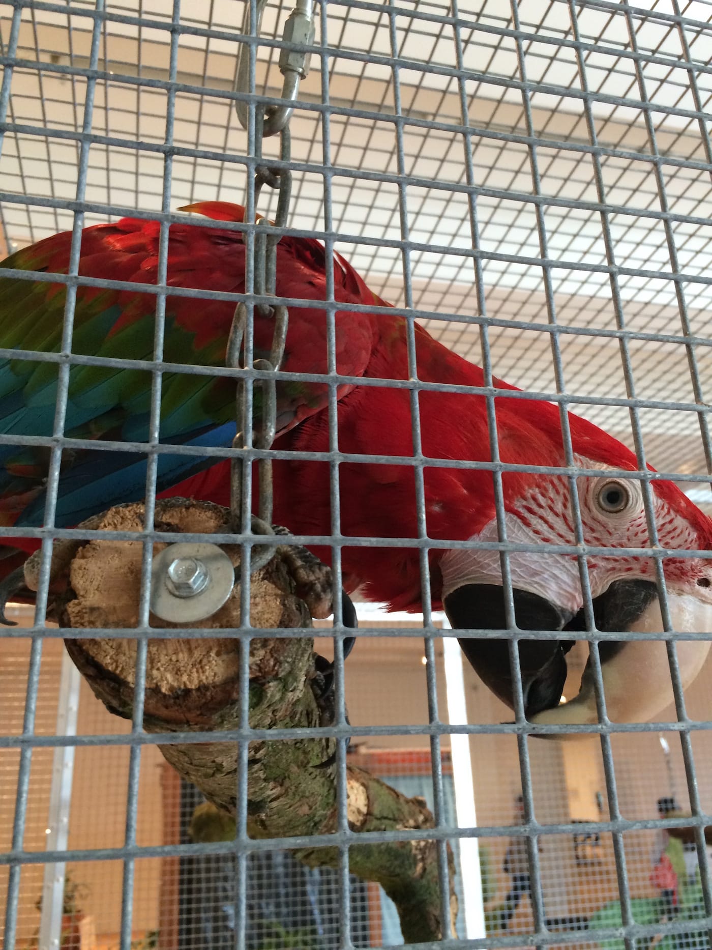 Macaw in Hélio Oiticica, "Tropicália" (1966–1967)
