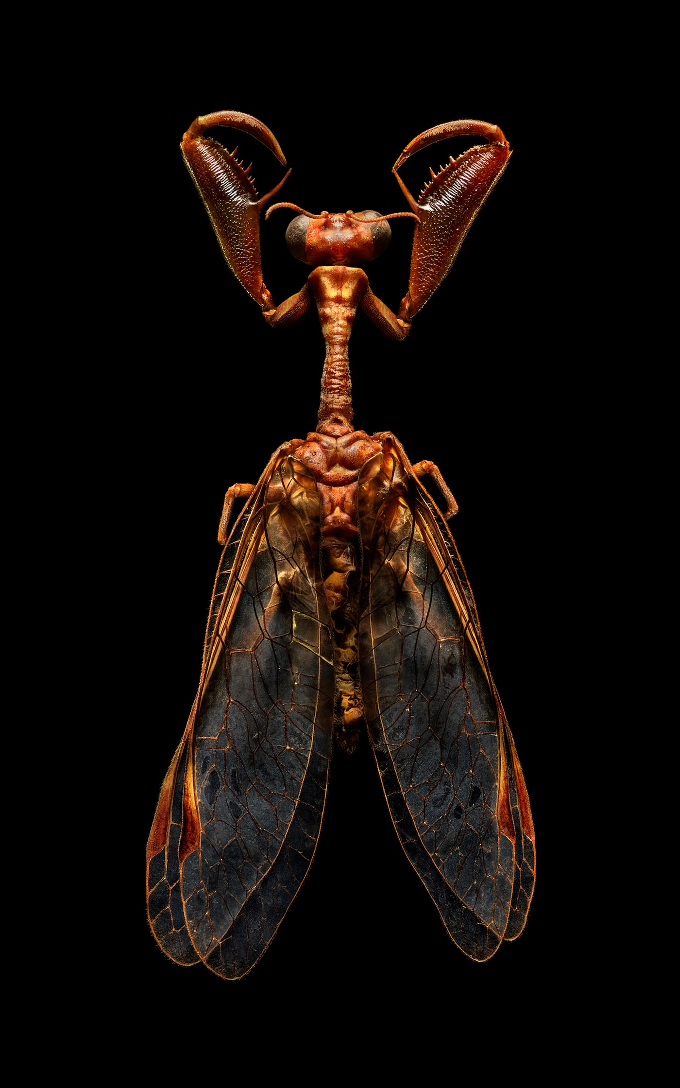 Microsculpture is a photographic project be British photographer Levon Biss. Please email Levon for any enquiries. Contact details can be found at www.levobiss.com.