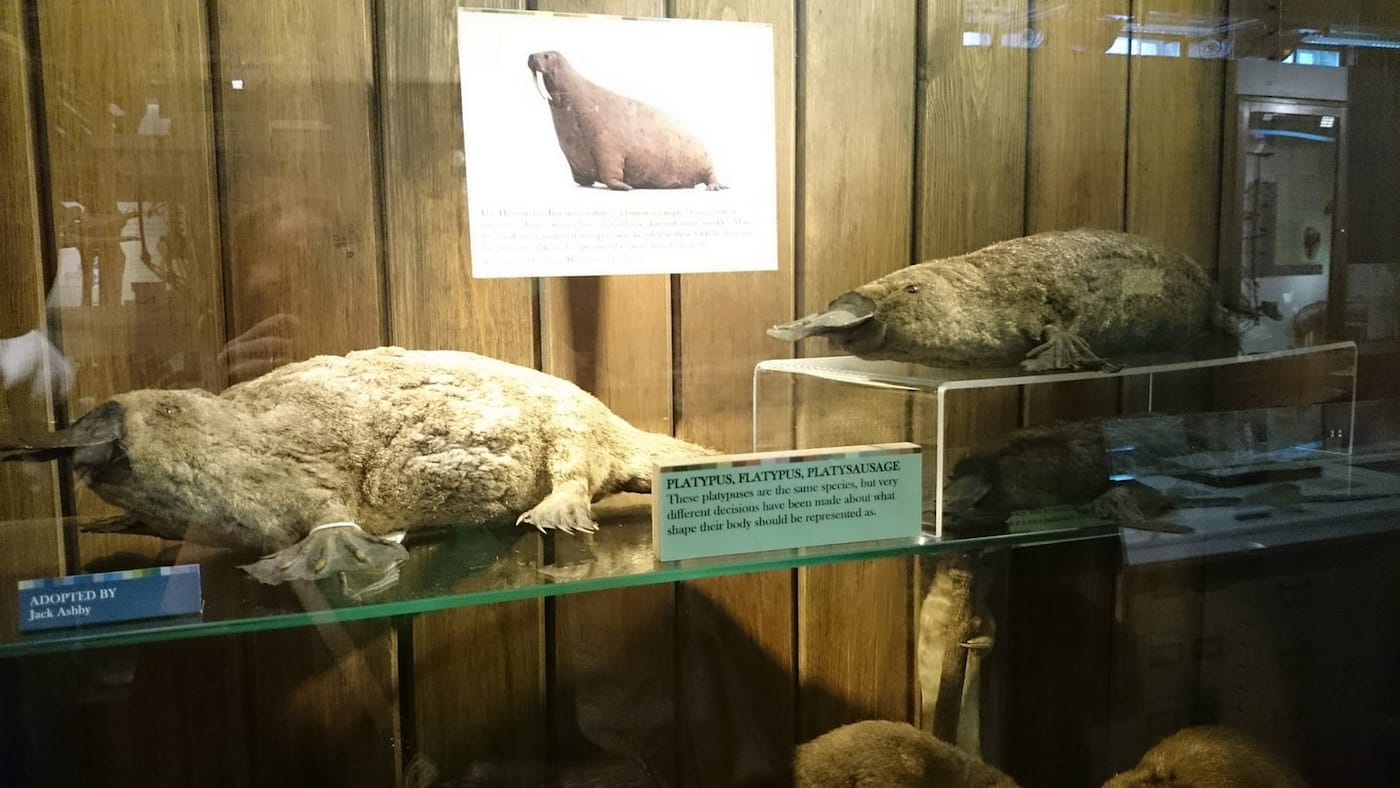 Two platypuses at the Grant Museum of Zoology in London (photo by Caff Williams/Flickr)