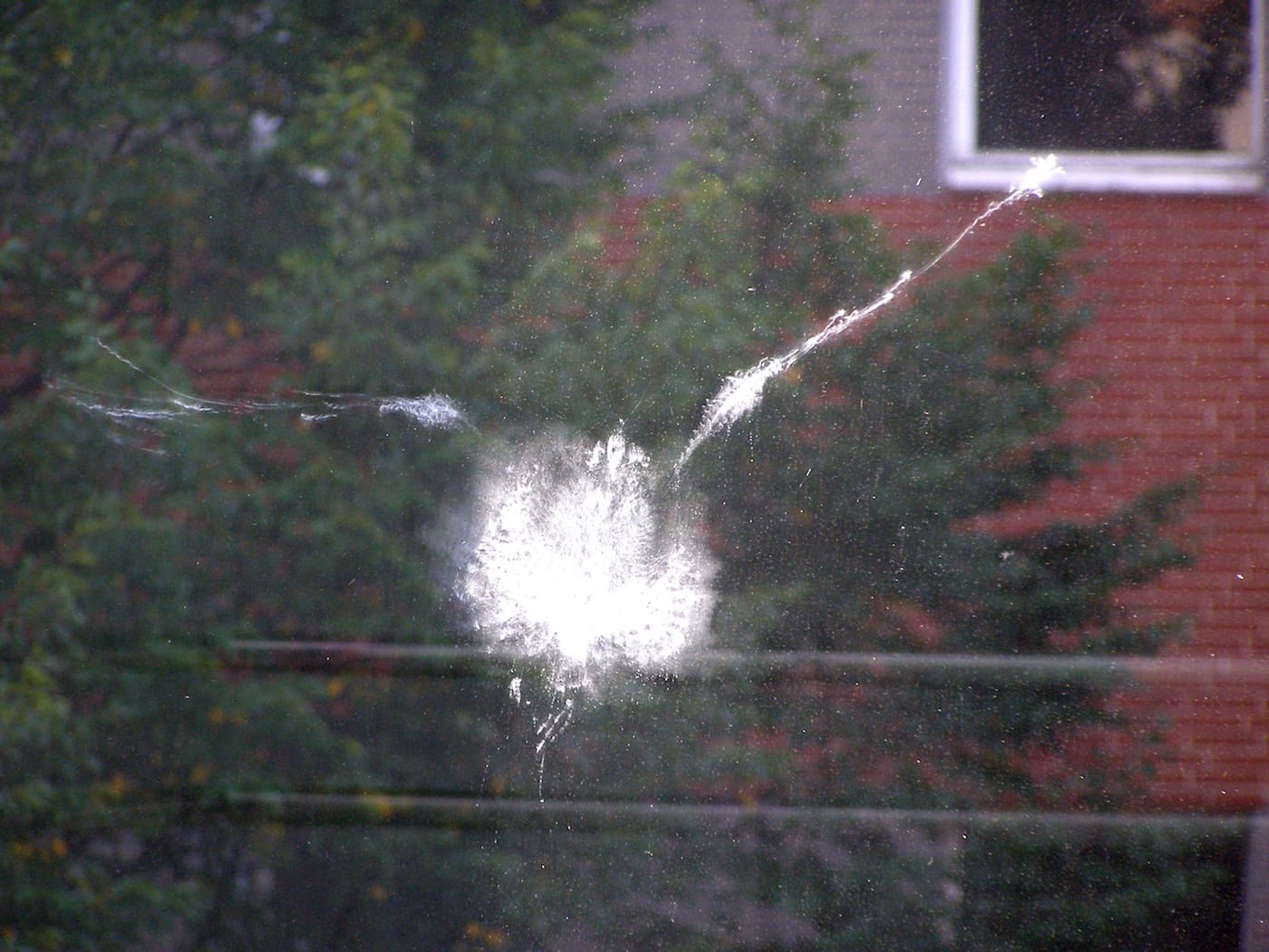 The imprint of a bird that crashed into a window (photo by Erich Ferdinand/Wikimedia)