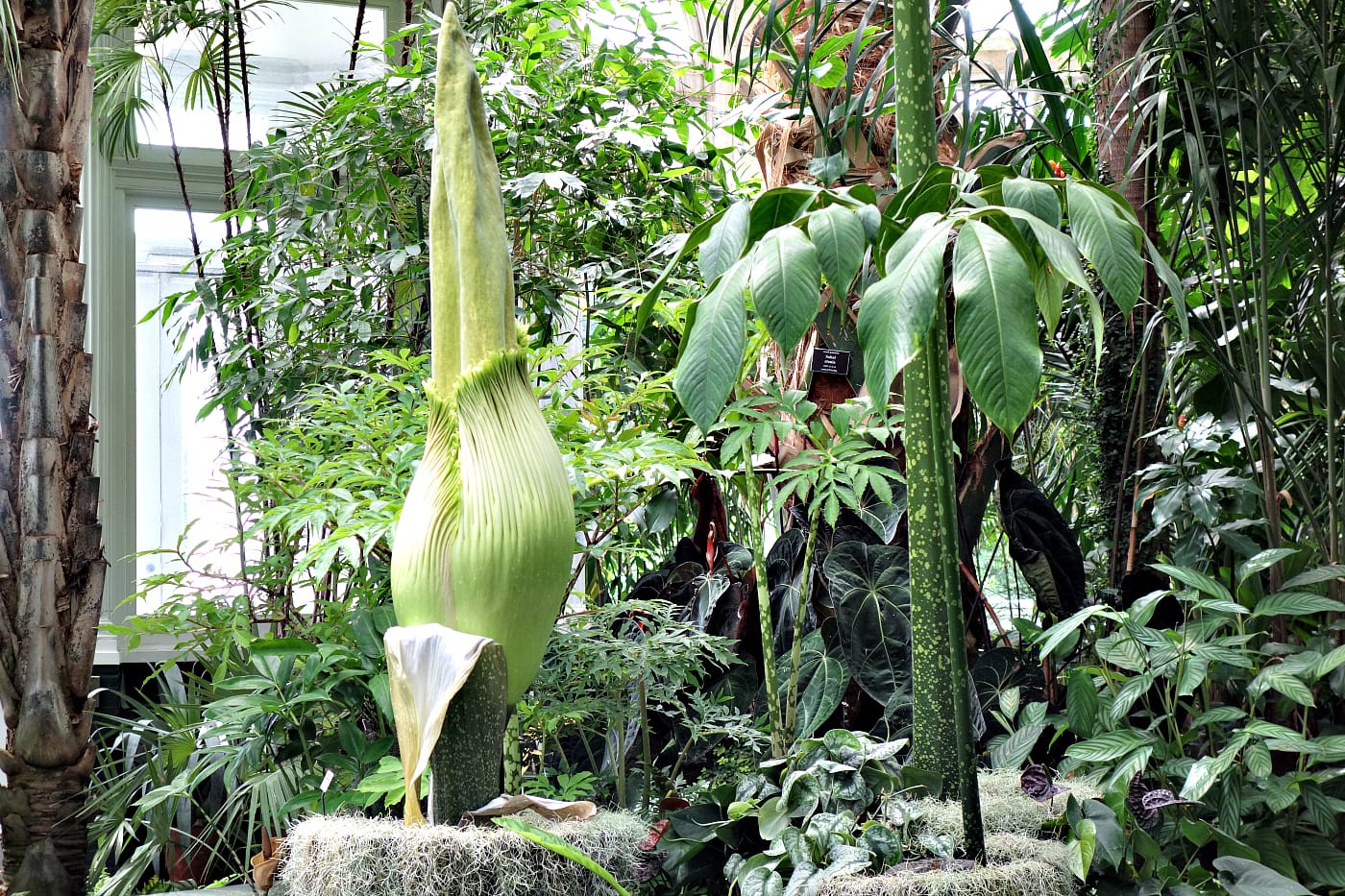 The corpse flower at the New York Botanical Garden (photo by the author for Hyperallergic)