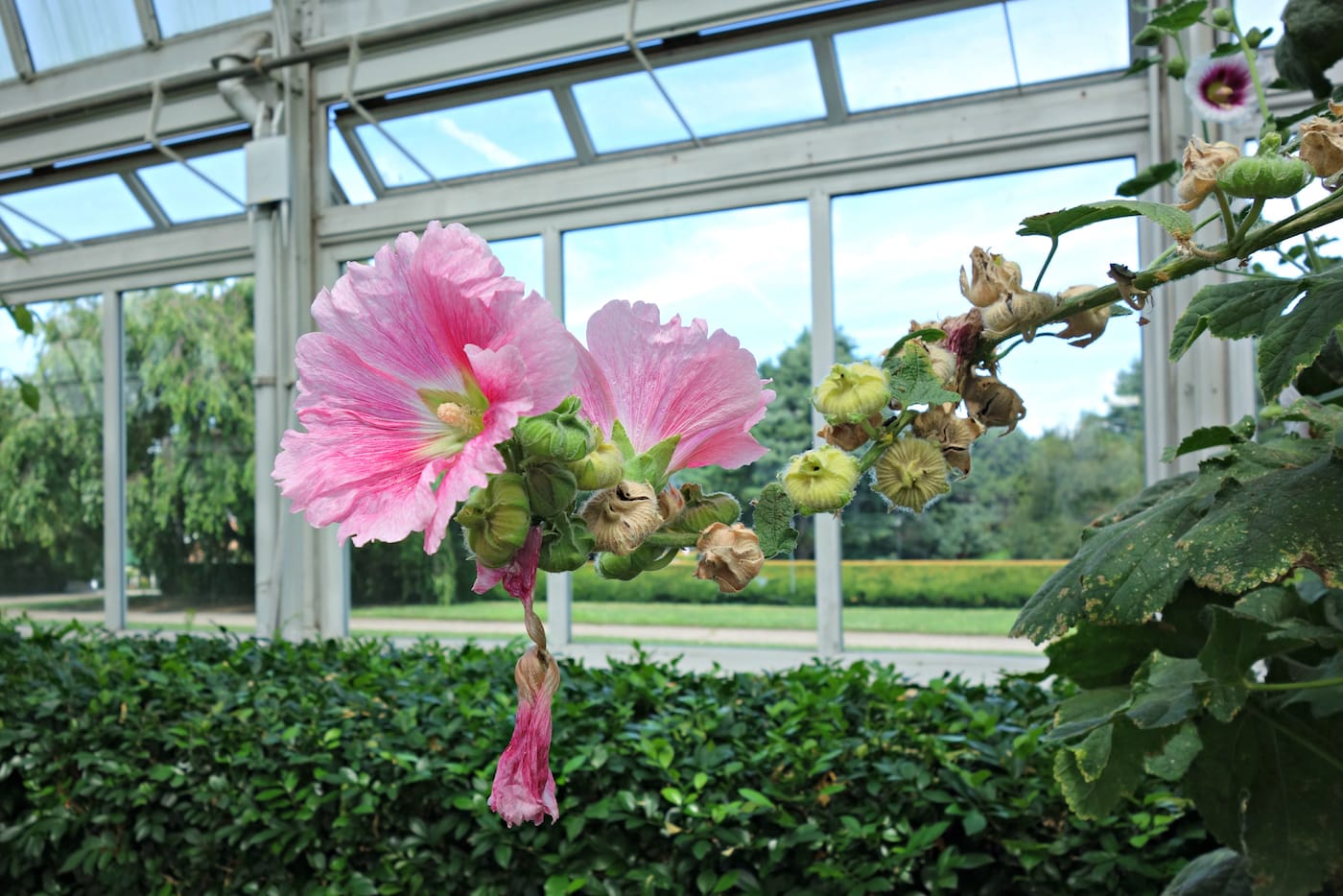 Installation view of 'Impressionism: American Artists on Canvas' at the New York Botanical Garden