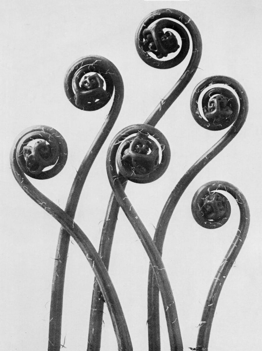 Photograph by Karl Blossfeldt (1920) (via Wikimedia)