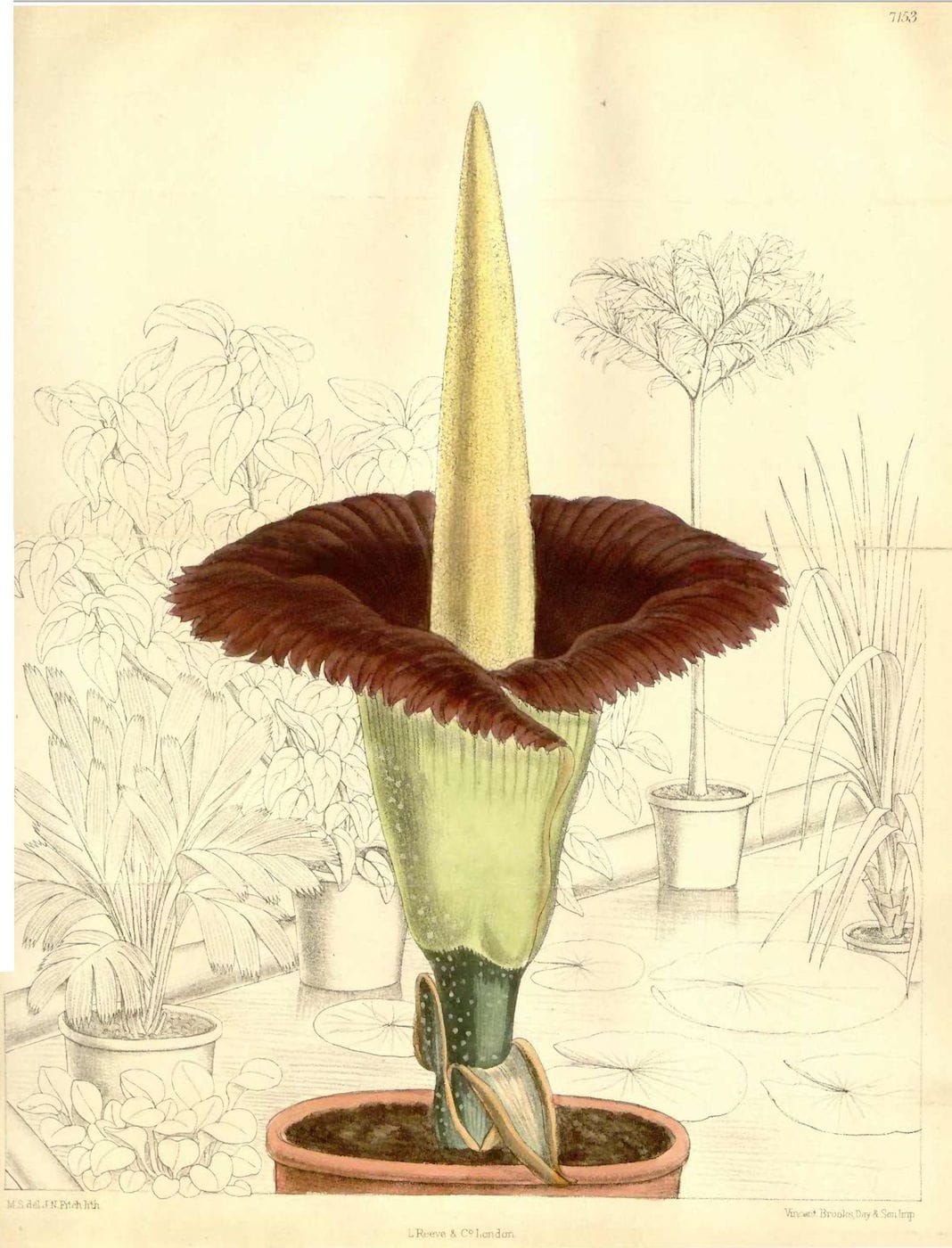 The 1889 bloom of the corpse flower at Kew Gardens, illustrated by Matilda Smith (via Curtis's Botanical Magazine/Wikimedia)