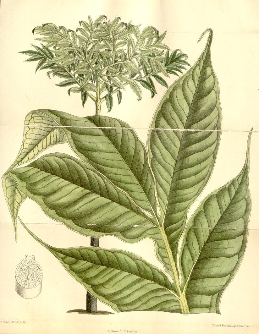 Illustration of the 1889 Royal Botanic Gardens at Kew corpse flower by Matilda Smith (via Curtis's Botanical Magazine/Biodiversity Heritage Library)