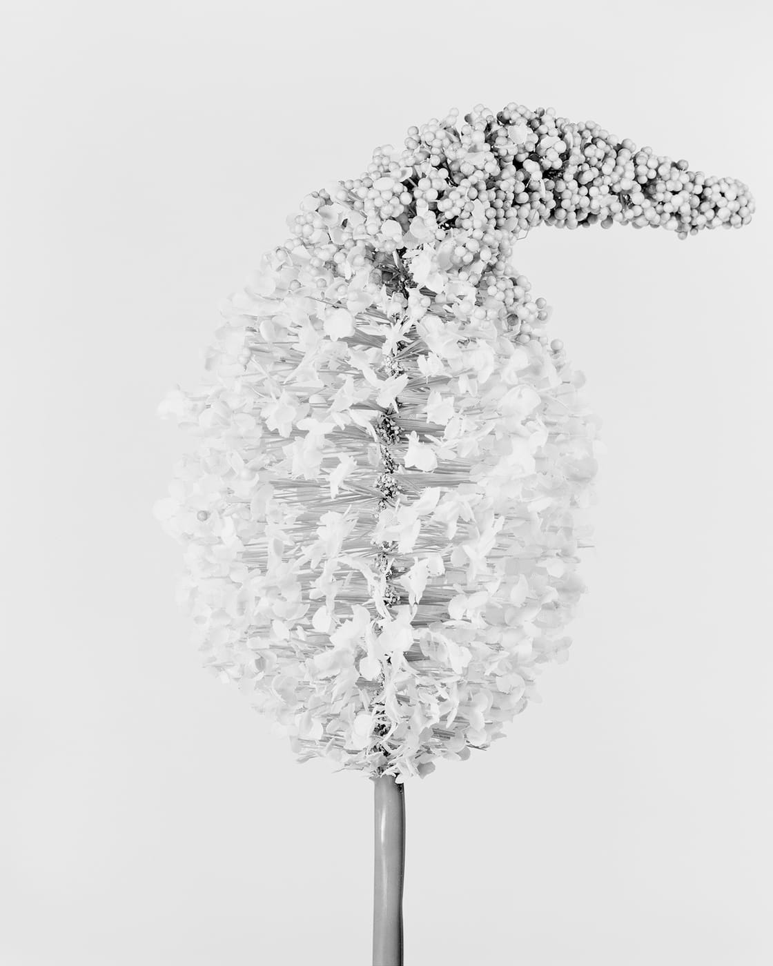 Robert Voit: The Alphabet of New Plants