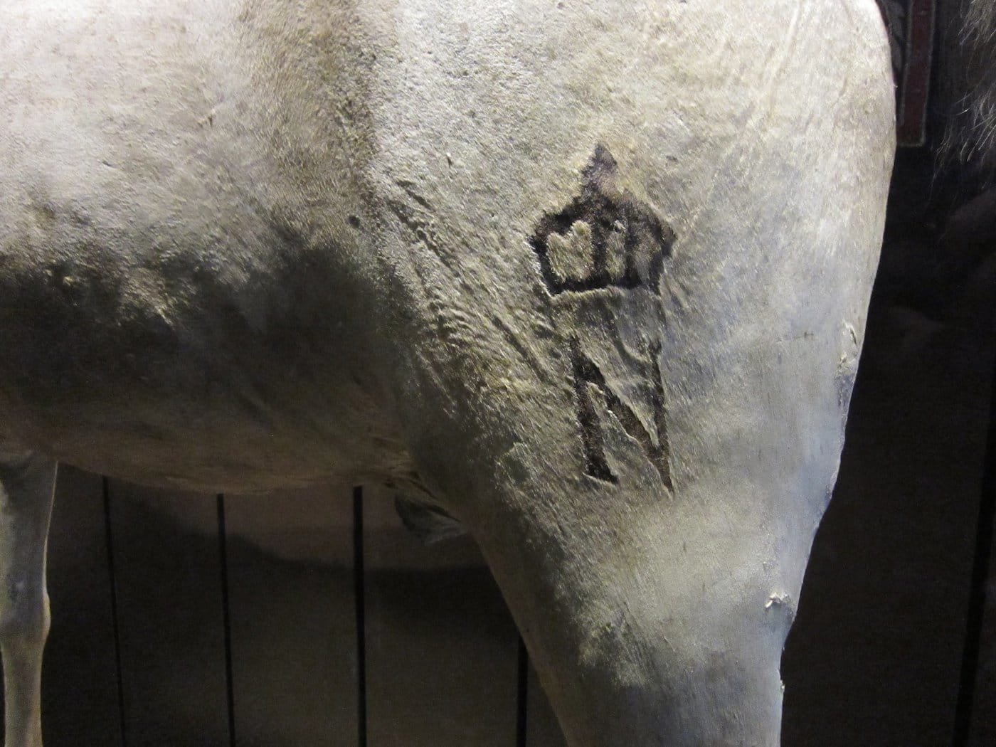 Vizir the horse in 2014 (photo by the author for Hyperallergic)