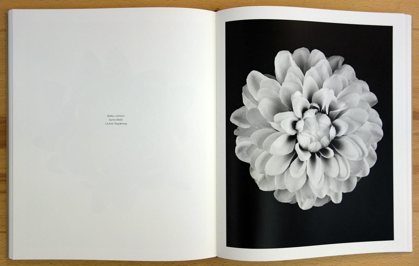 Pages from 'Robert Voit: The Alphabet of New Plants' (photo of the book for Hyperallergic)