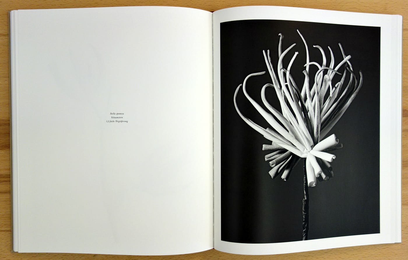 Pages from 'Robert Voit: The Alphabet of New Plants' (photo of the book for Hyperallergic)