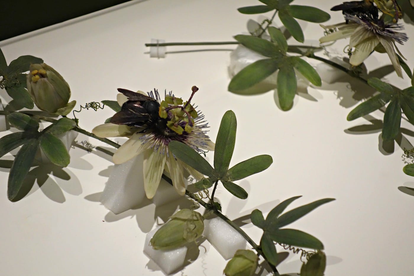 Installation view of the Glass Flowers Gallery at the Harvard Museum of Natural History