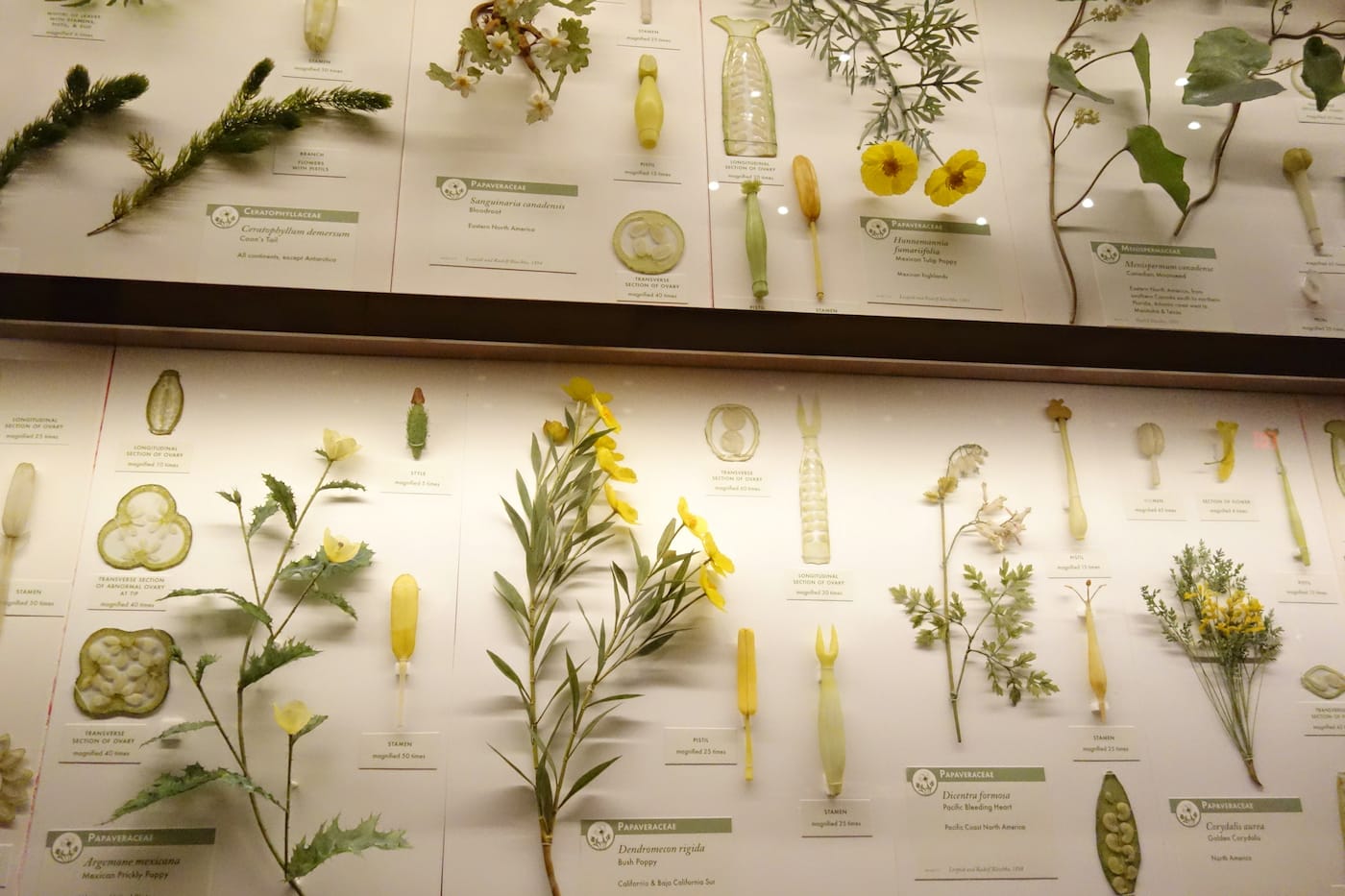 Installation view of the Glass Flowers Gallery at the Harvard Museum of Natural History