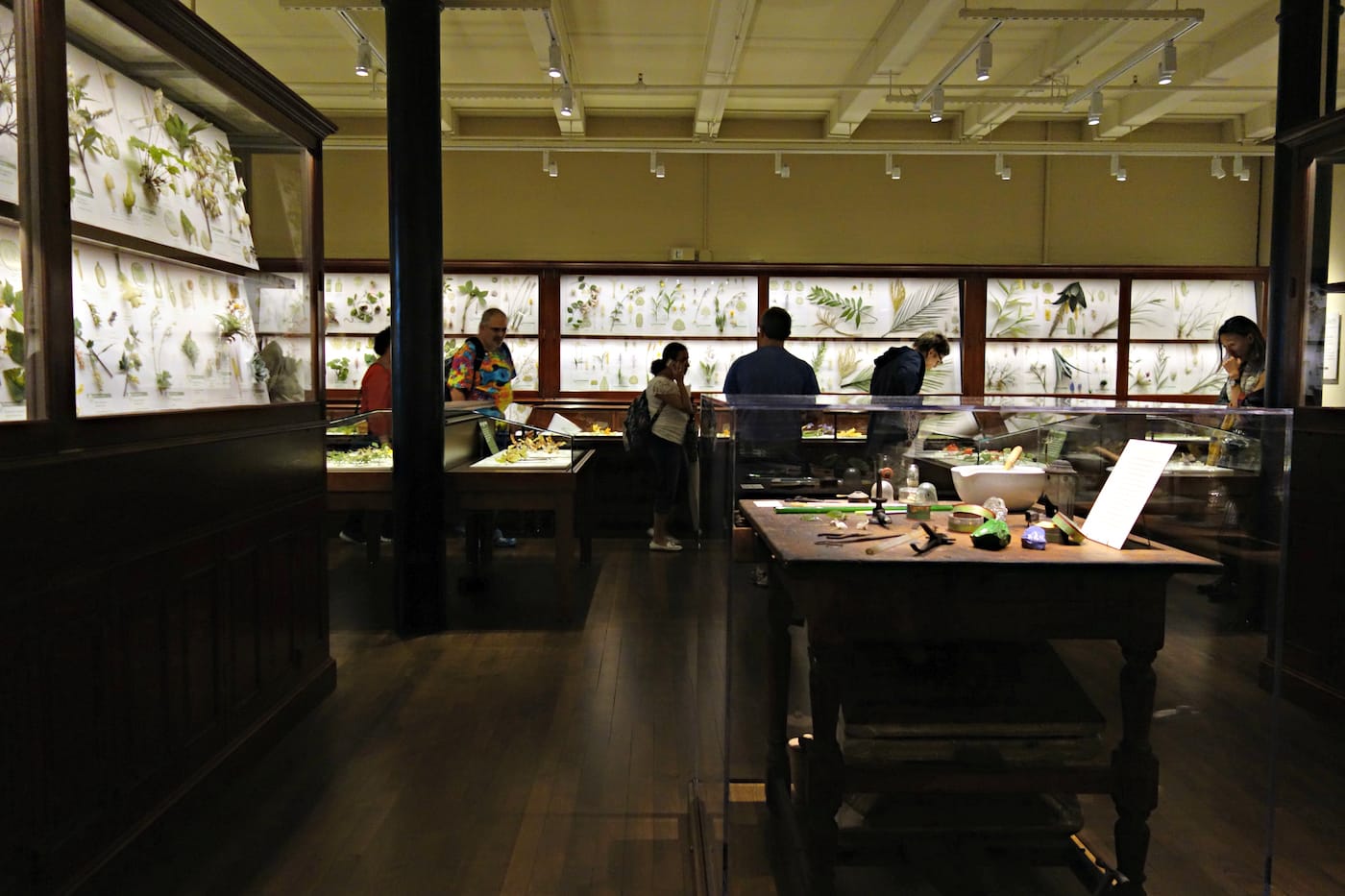 Installation view of the Glass Flowers Gallery at the Harvard Museum of Natural History