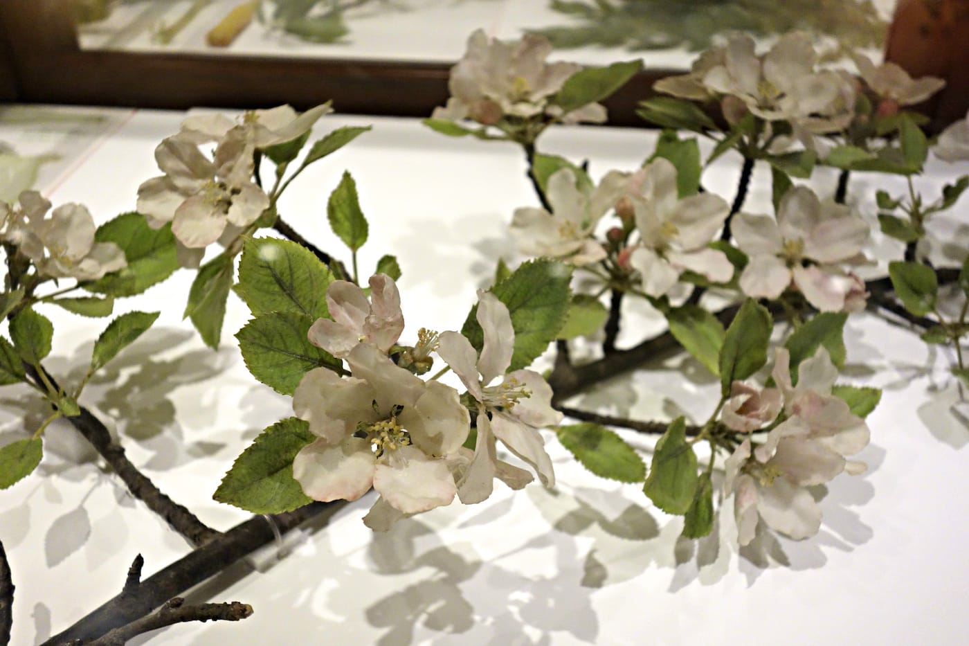 Installation view of the Glass Flowers Gallery at the Harvard Museum of Natural History