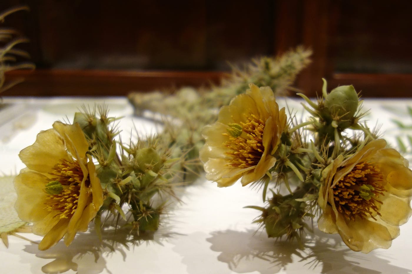 Installation view of the Glass Flowers Gallery at the Harvard Museum of Natural History