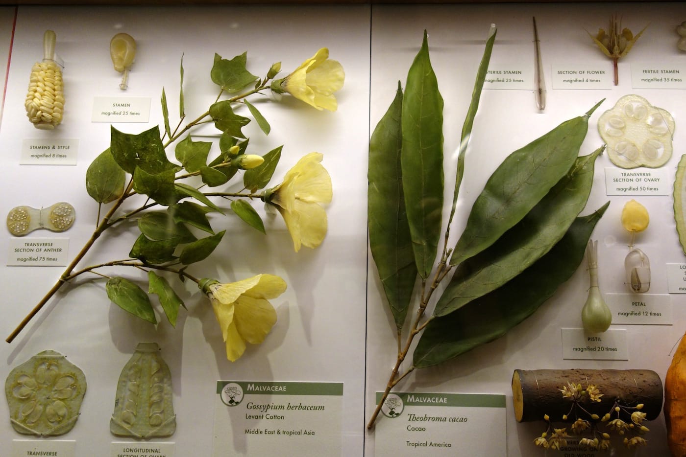 Installation view of the Glass Flowers Gallery at the Harvard Museum of Natural History