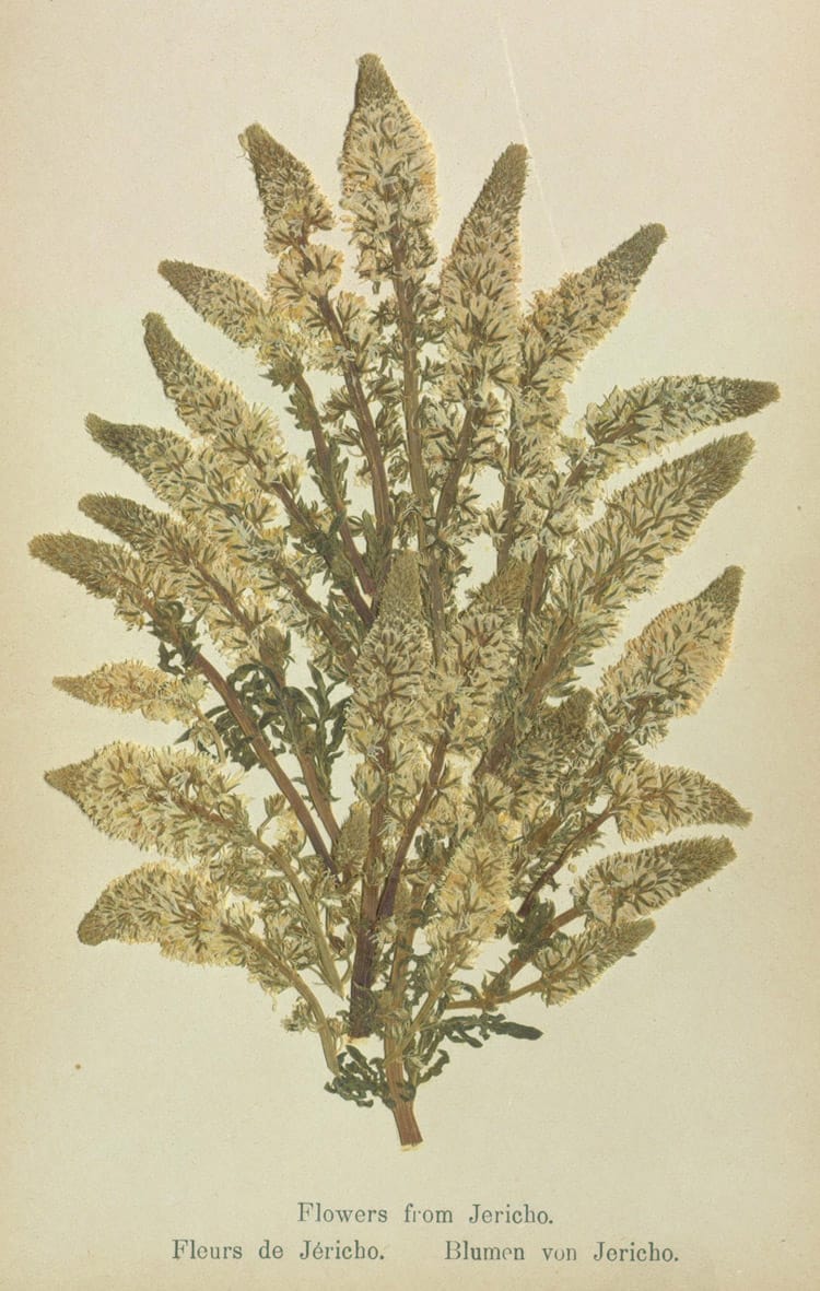 Specimens from 'Flowers of the Holy Land' (courtesy Thomas Fisher Rare Book Library, University of Toronto)