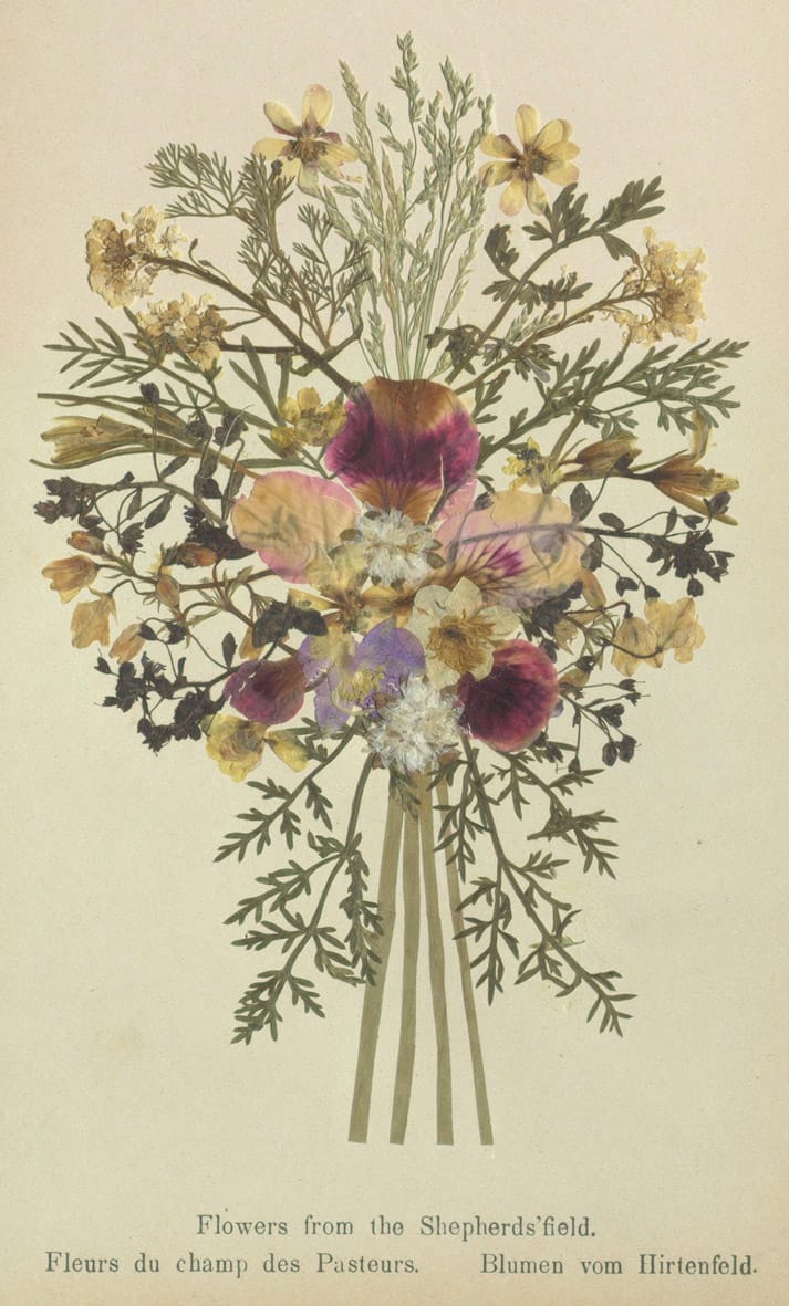 Specimens from 'Flowers of the Holy Land' (courtesy Thomas Fisher Rare Book Library, University of Toronto)