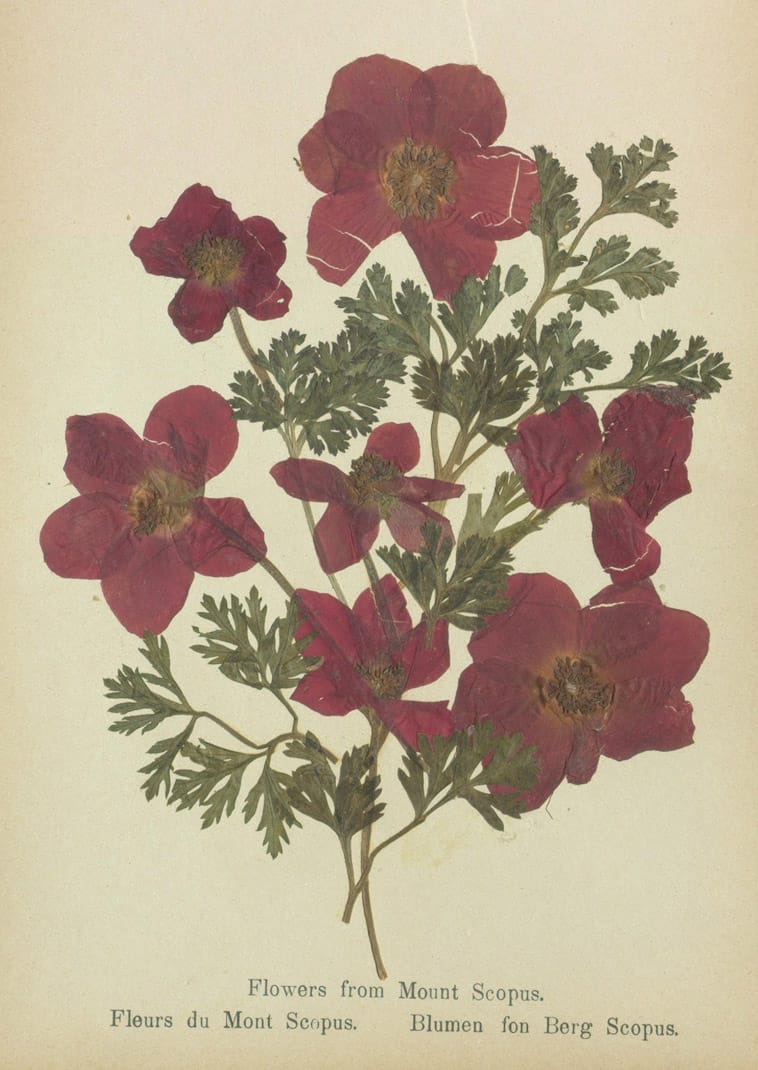 Specimens from 'Flowers of the Holy Land' (courtesy Thomas Fisher Rare Book Library, University of Toronto)
