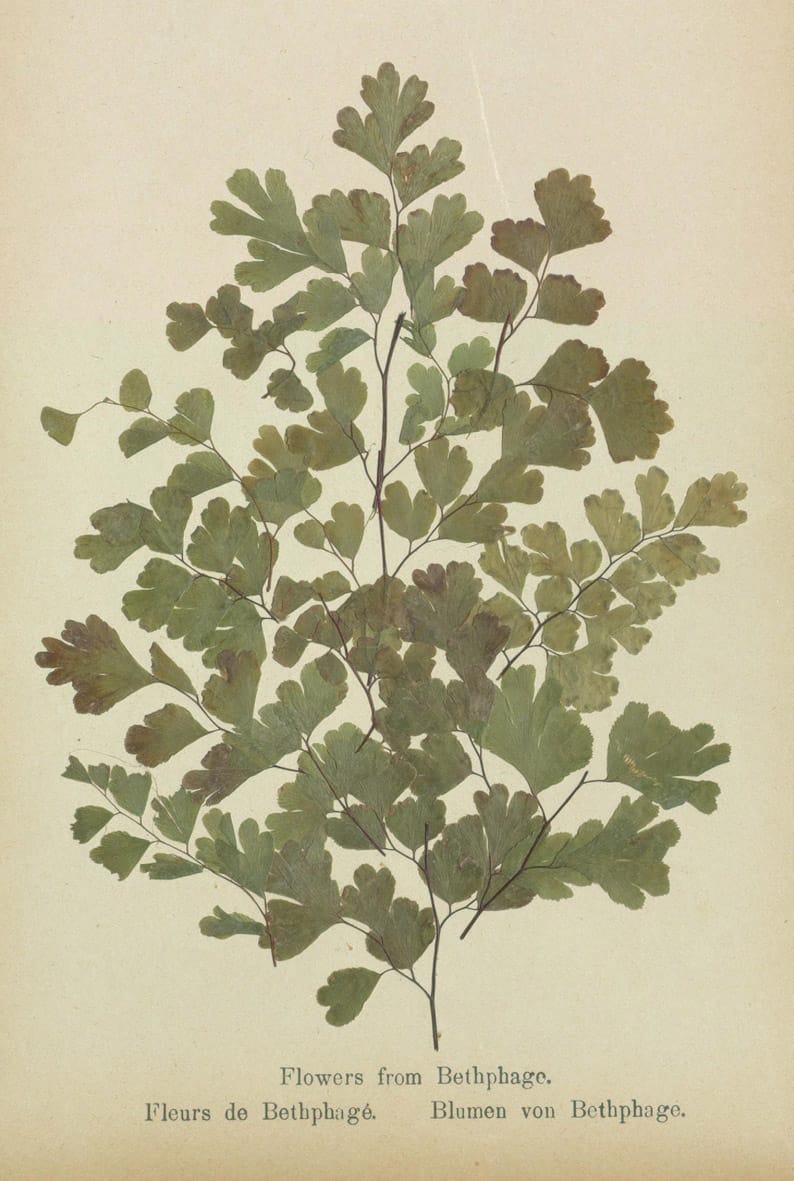 Specimens from 'Flowers of the Holy Land' (courtesy Thomas Fisher Rare Book Library, University of Toronto)