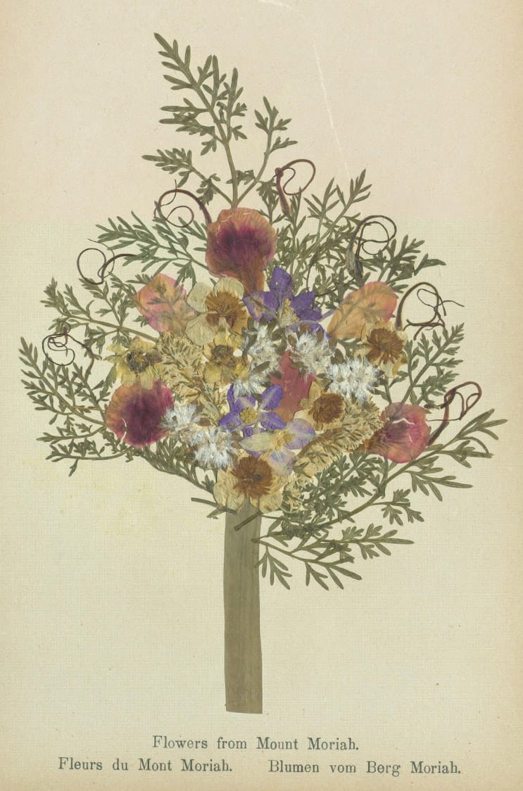 Specimens from 'Flowers of the Holy Land' (courtesy Thomas Fisher Rare Book Library, University of Toronto)