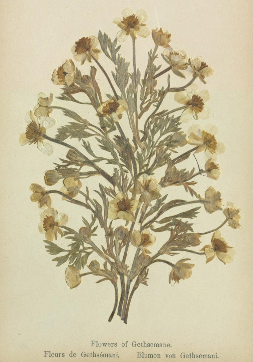 Specimens from 'Flowers of the Holy Land' (courtesy Thomas Fisher Rare Book Library, University of Toronto)