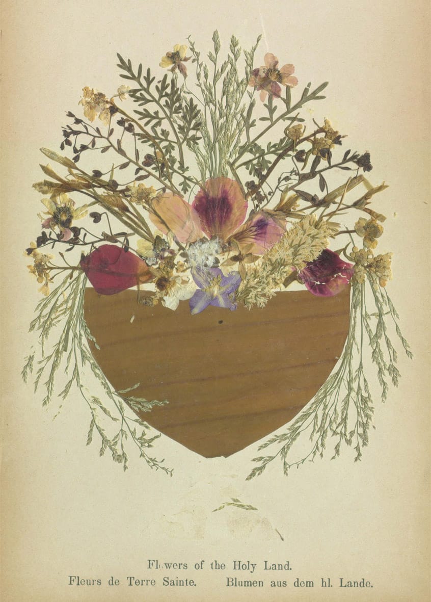 Specimens from 'Flowers of the Holy Land' (courtesy Thomas Fisher Rare Book Library, University of Toronto)
