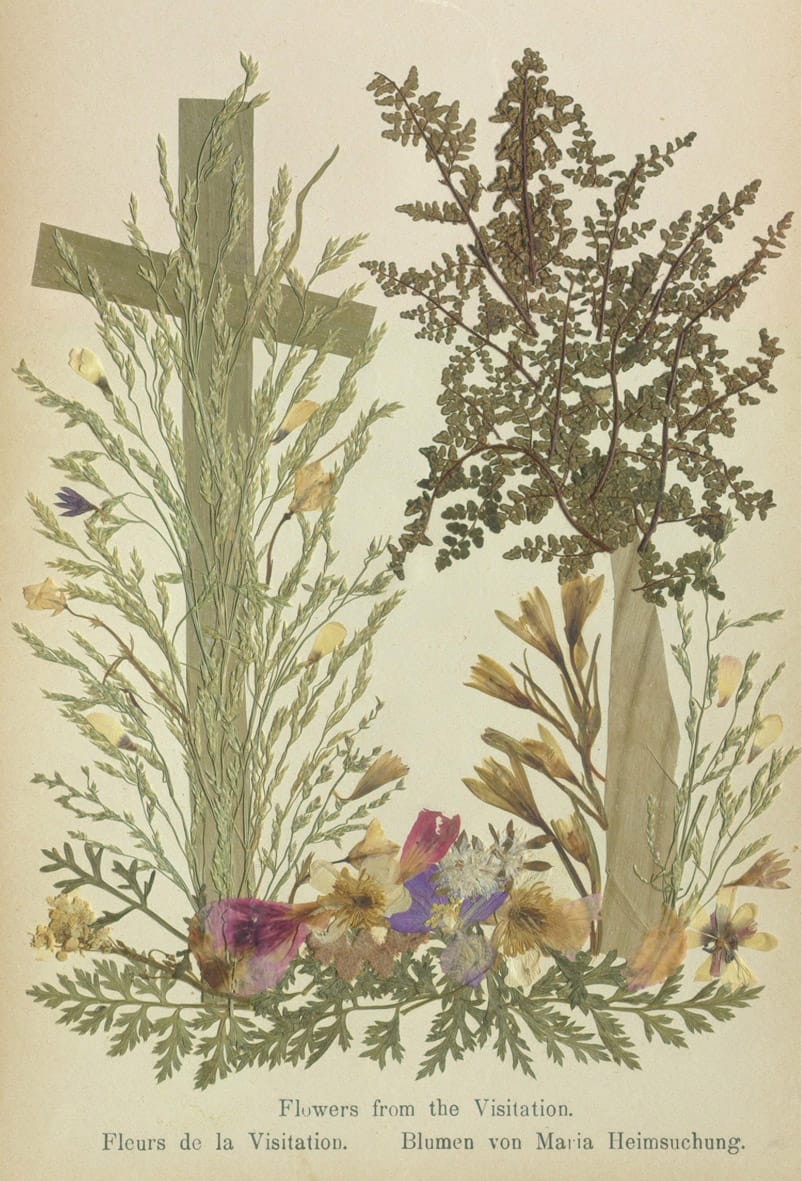 Specimens from 'Flowers of the Holy Land' (courtesy Thomas Fisher Rare Book Library, University of Toronto)