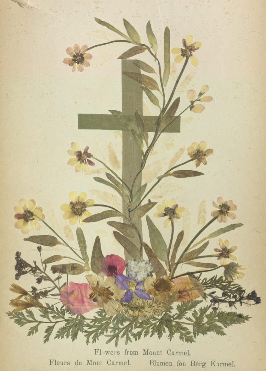 Specimens from 'Flowers of the Holy Land' (courtesy Thomas Fisher Rare Book Library, University of Toronto)