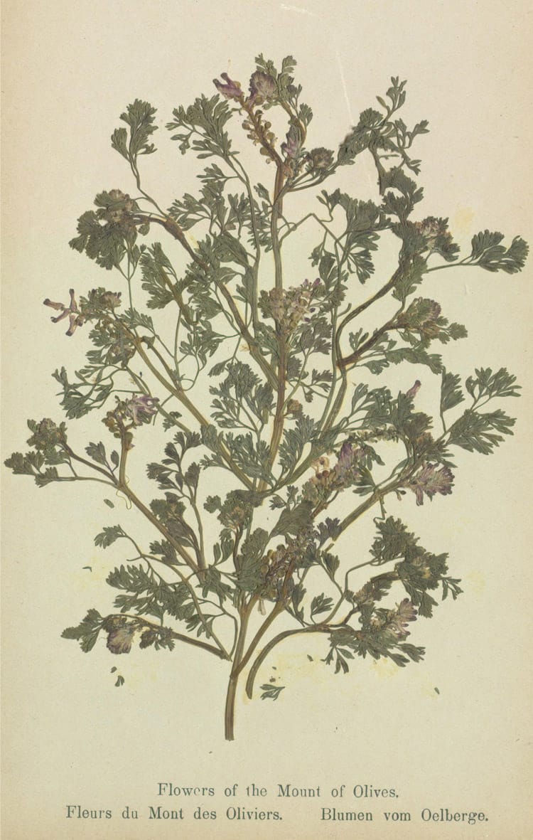 Specimens from 'Flowers of the Holy Land' (courtesy Thomas Fisher Rare Book Library, University of Toronto)