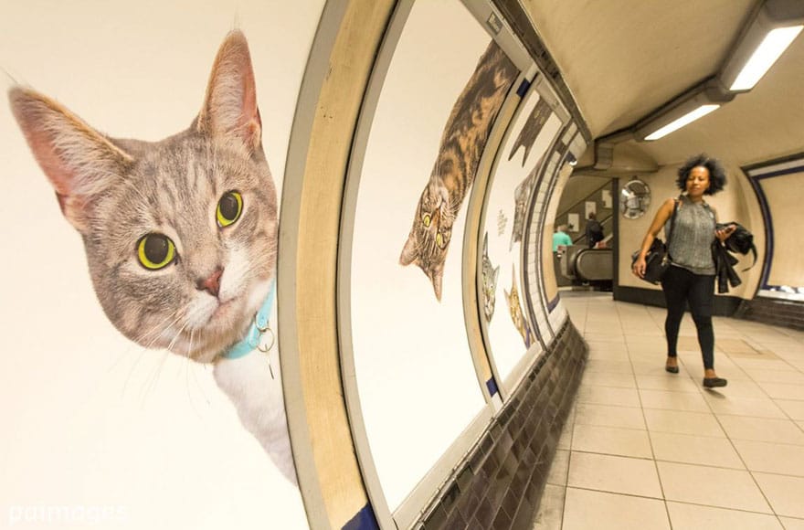 Citizens Advertising Takeover Service (aka CATS) paid for a bizarre ad takeover in the London Tube. Sure, it's adorable but definitely odd. It was funded by ~700 people on Kickstarter. (via Bored Panda)