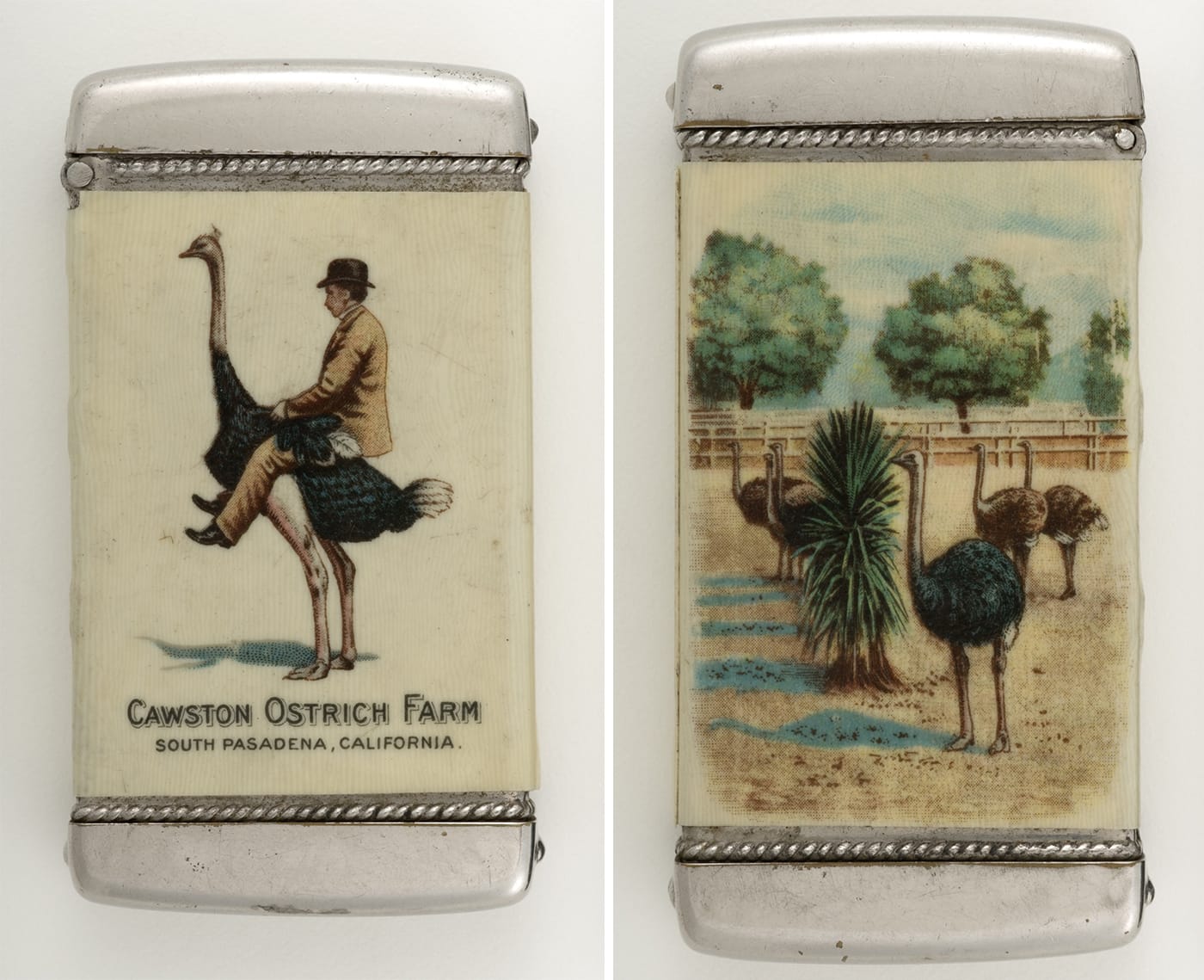 Whitehead & Hoag Company, "Cawston Ostrich Farm, South Pasadena, California" (ca. 1900) 