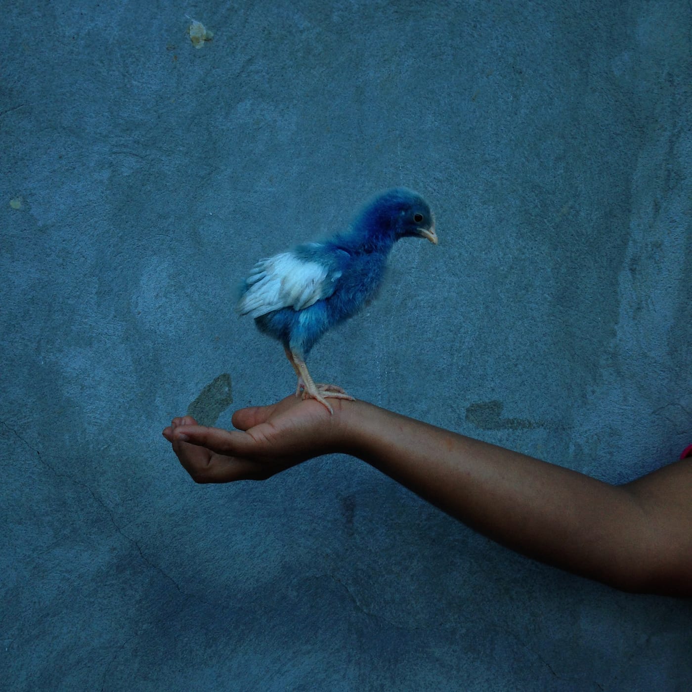 christianrodriguezportfolioitem_18639-1