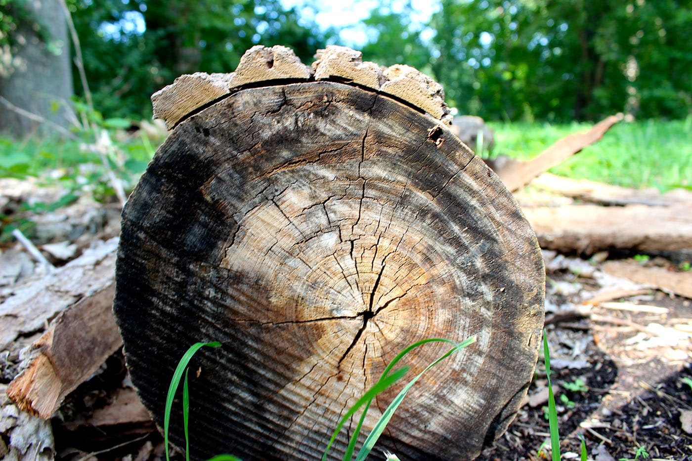 You can chart this tree's history by its rings, but only Kathy Leisen can tune you into what it has to say.