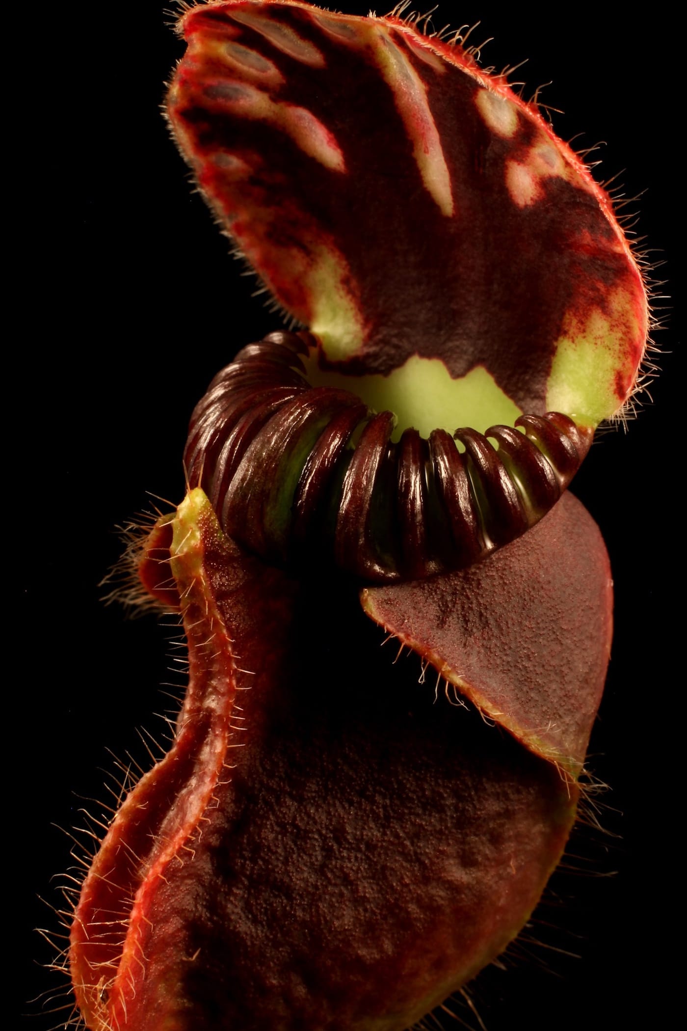 The Sinister Beauty of Carnivorous Plants